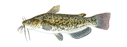 Brown Bullhead
