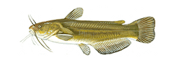 Yellow Bullhead